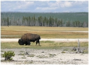 04 - Yellowstone NP (50)